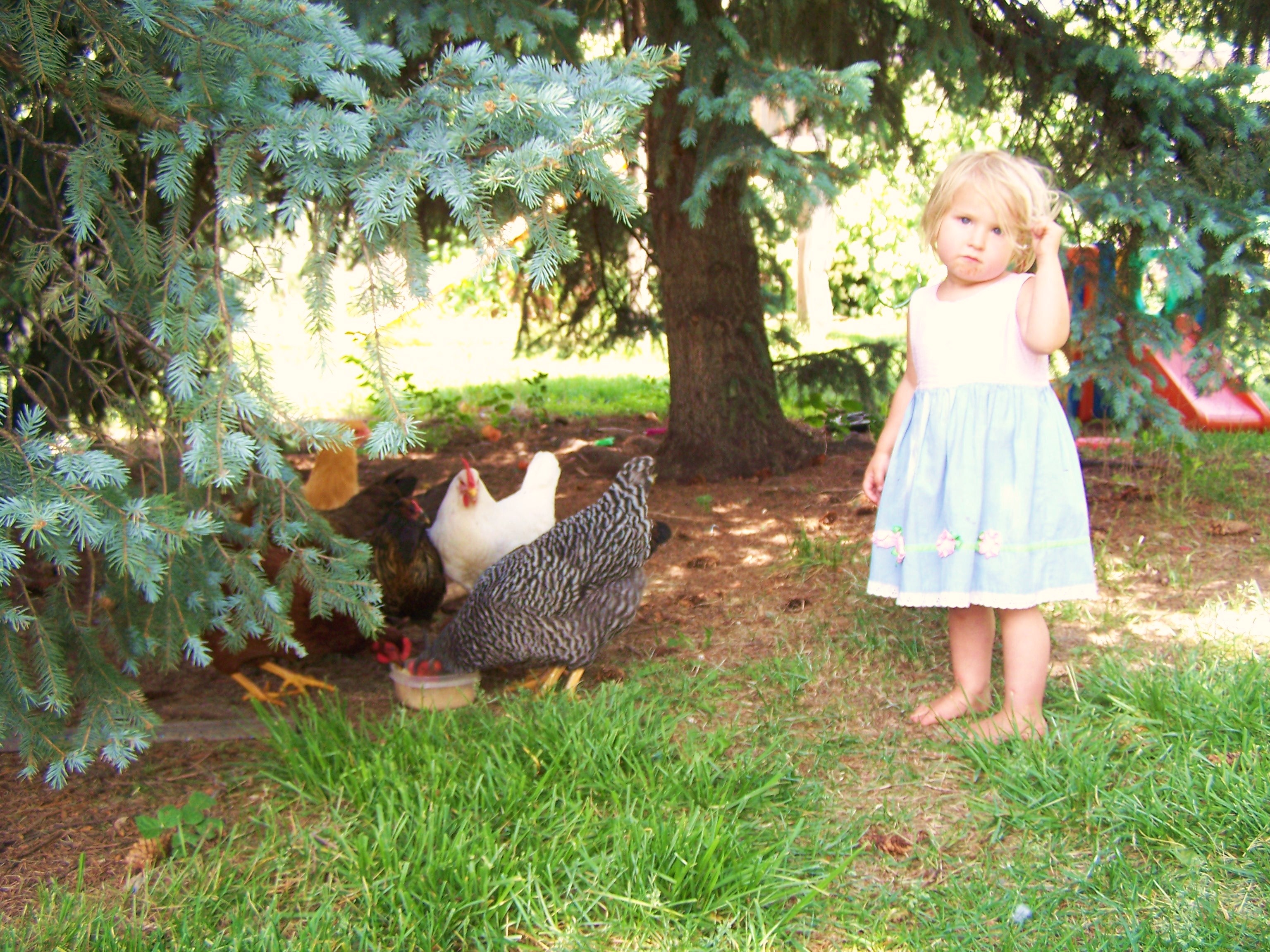 sierra and the chickens